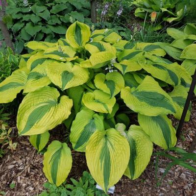 Hosta 'Goodness Gracious'